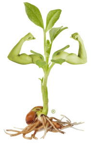 Sprout of bean with roots, isolated on the white background, clipping path included.
