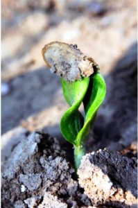 SSSA- Soils Sustain Life It all starts with a small seed. But it's the soil that supports new life. It provides all requirements for germination and physical support to the new life.