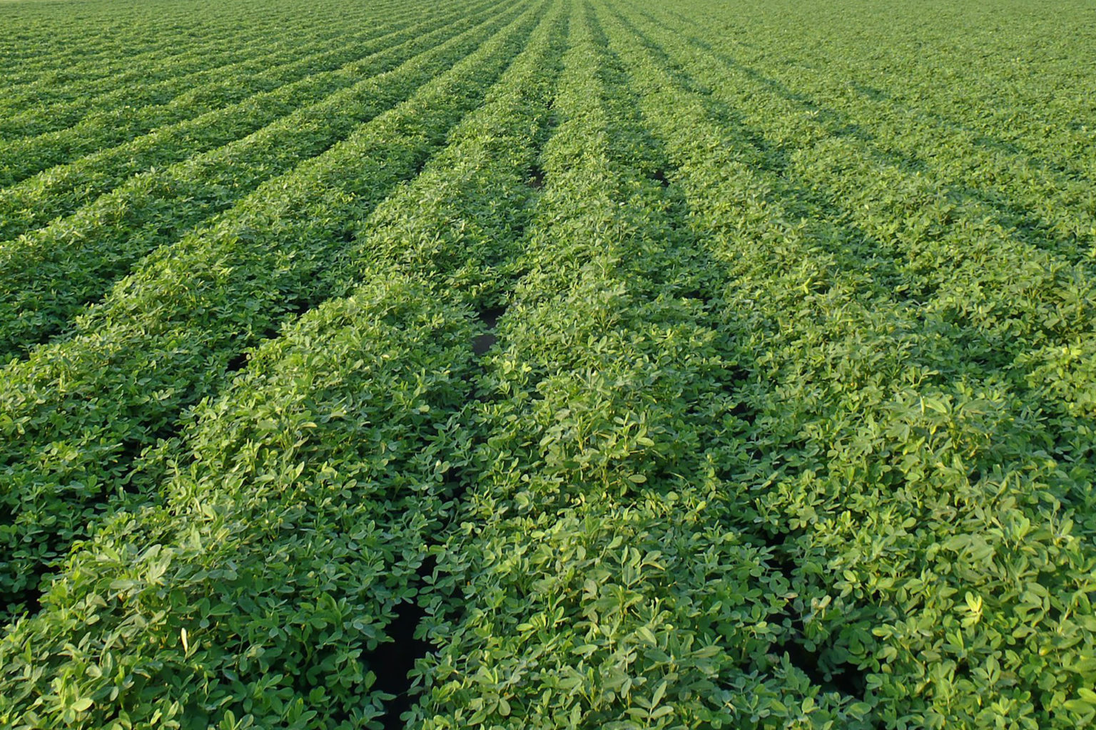 Crop PagePeanuts Monty's Plant Food