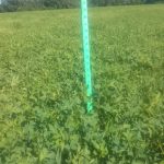 Hay-Now applied to Alfalfa grass nearly 2' tall!