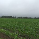Growers in Georgia are already seeing success in early April! Corn planted with 2 quarts of Agrihance-S. Weather permitting an application of Agrihance-V will be applied next few days at 1qt/acre.