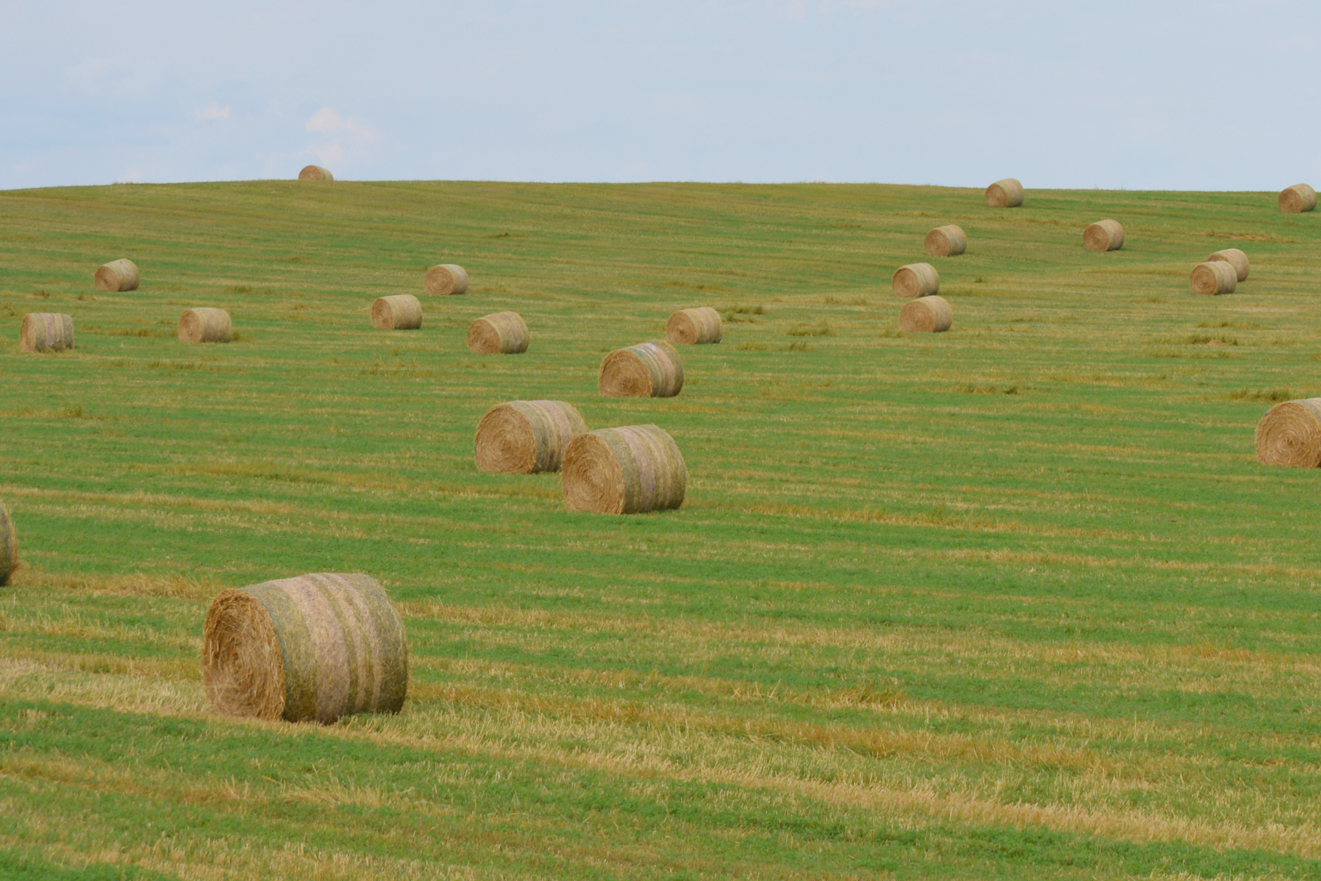 Hay and Pastures - Monty's Plant Food