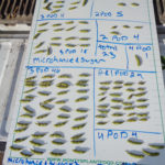 Beans treated with and without Microhance, Agri-Sweet