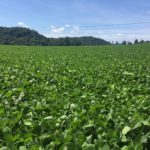 Pictured is a soybean field in north GA outside of Cleveland. Beans are Pioneer brand. 2 qts MLC were used at planting. 1qt K28 and 1qt Microhance applied at "1 foot tall stage". Grower is now getting sprayer ready for 2nd application of 1qt K28 and 1qt MicroHance. Beans are now about 30" tall. Very thick stand.
