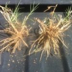 Bermuda hay roots treated with Monty's on the right.