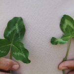 The clover on the left was treated with Monty's (2 quarts of Monty's Liquid Carbon and one quart of 8-16-8).