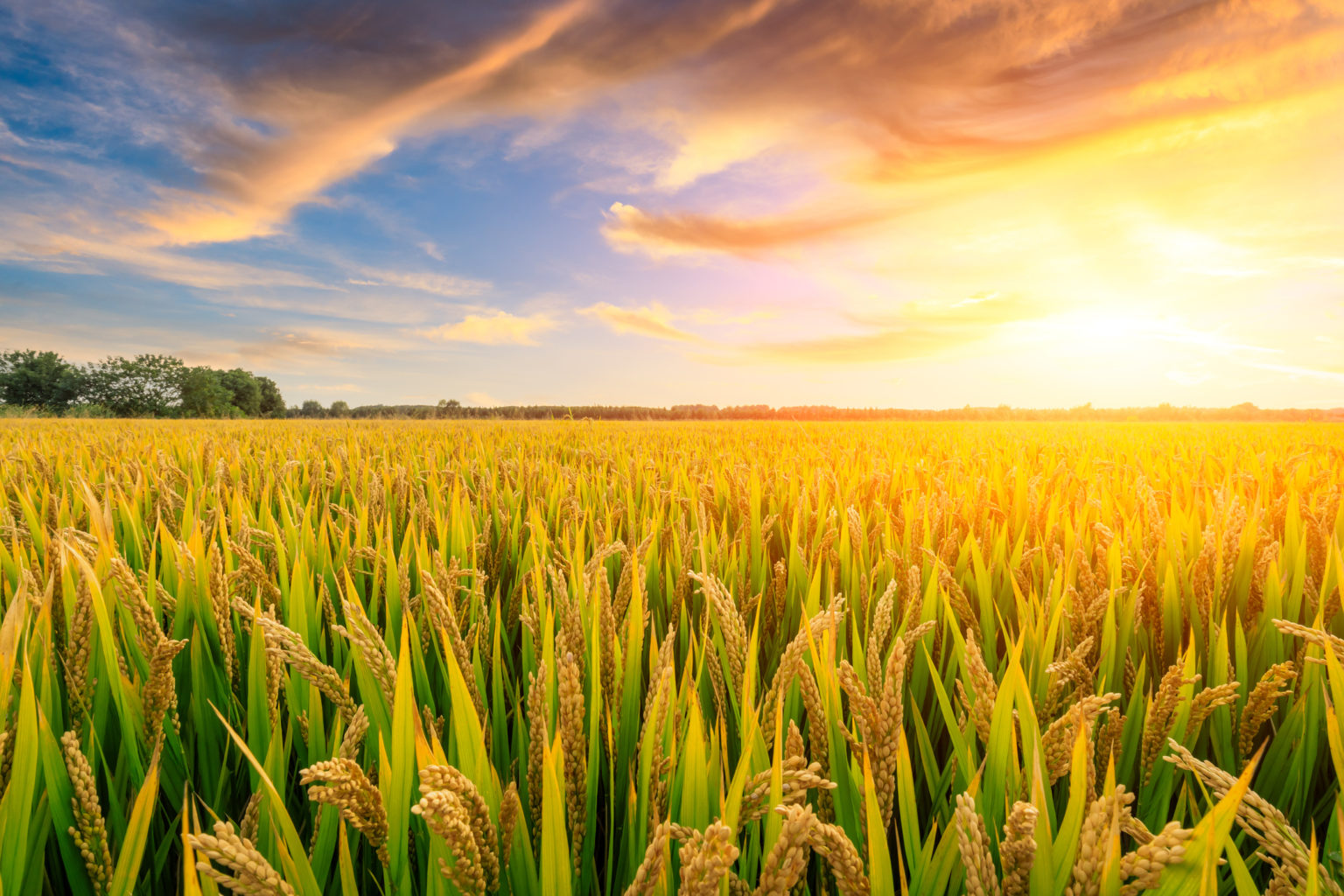 ripe-rice-field-and-sky-background-at-sunset-monty-s-plant-food