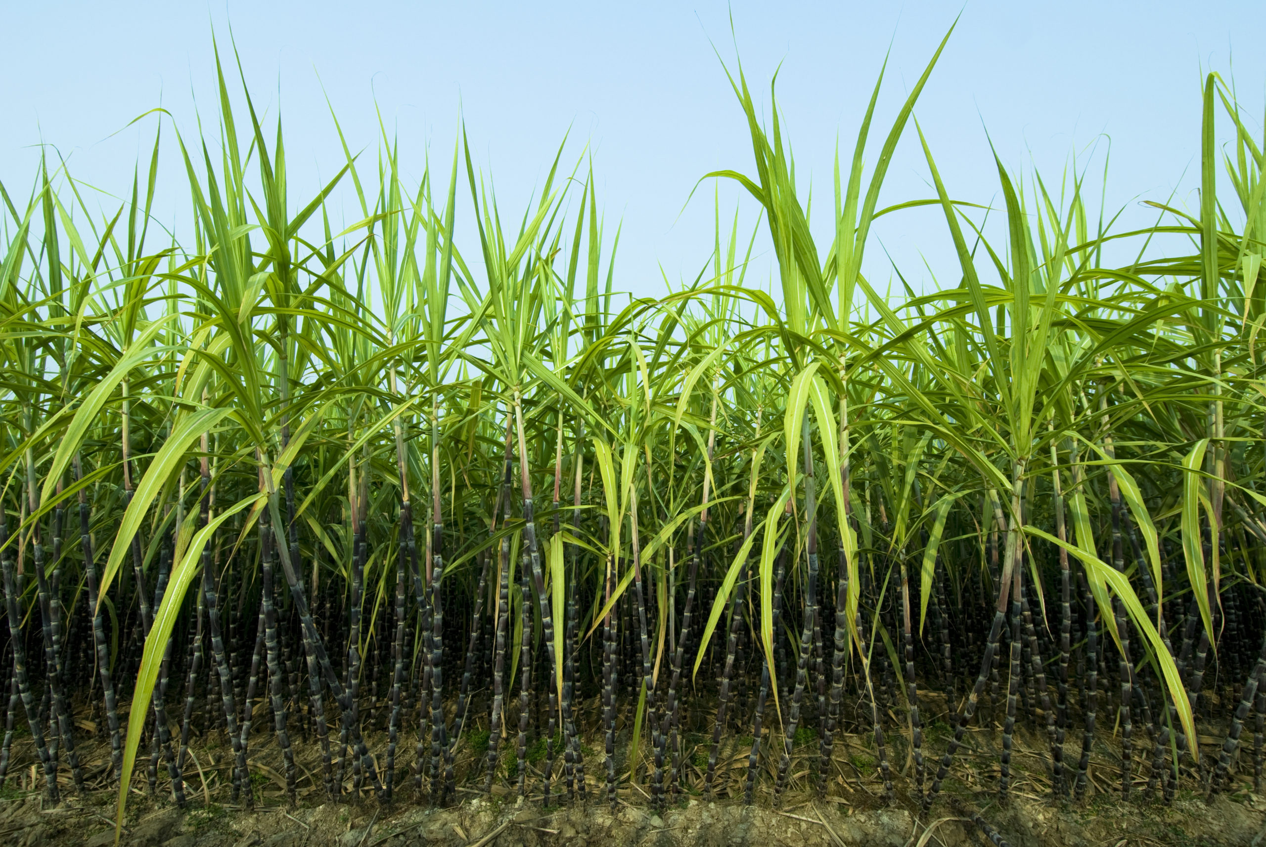 Г сахарный тростник. Растение Индии сахарный тростник. Плантации сахарного тростника в Бразилии. Сахарный тростник в Бразилии. Сахарный тростник Испания.