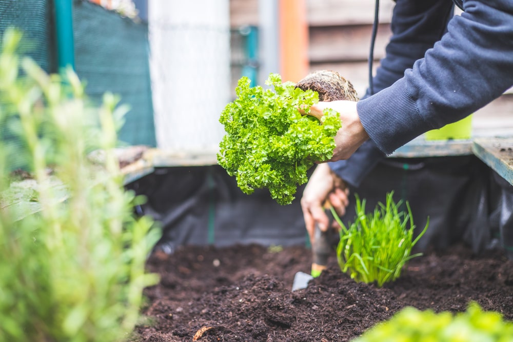 gardening plot