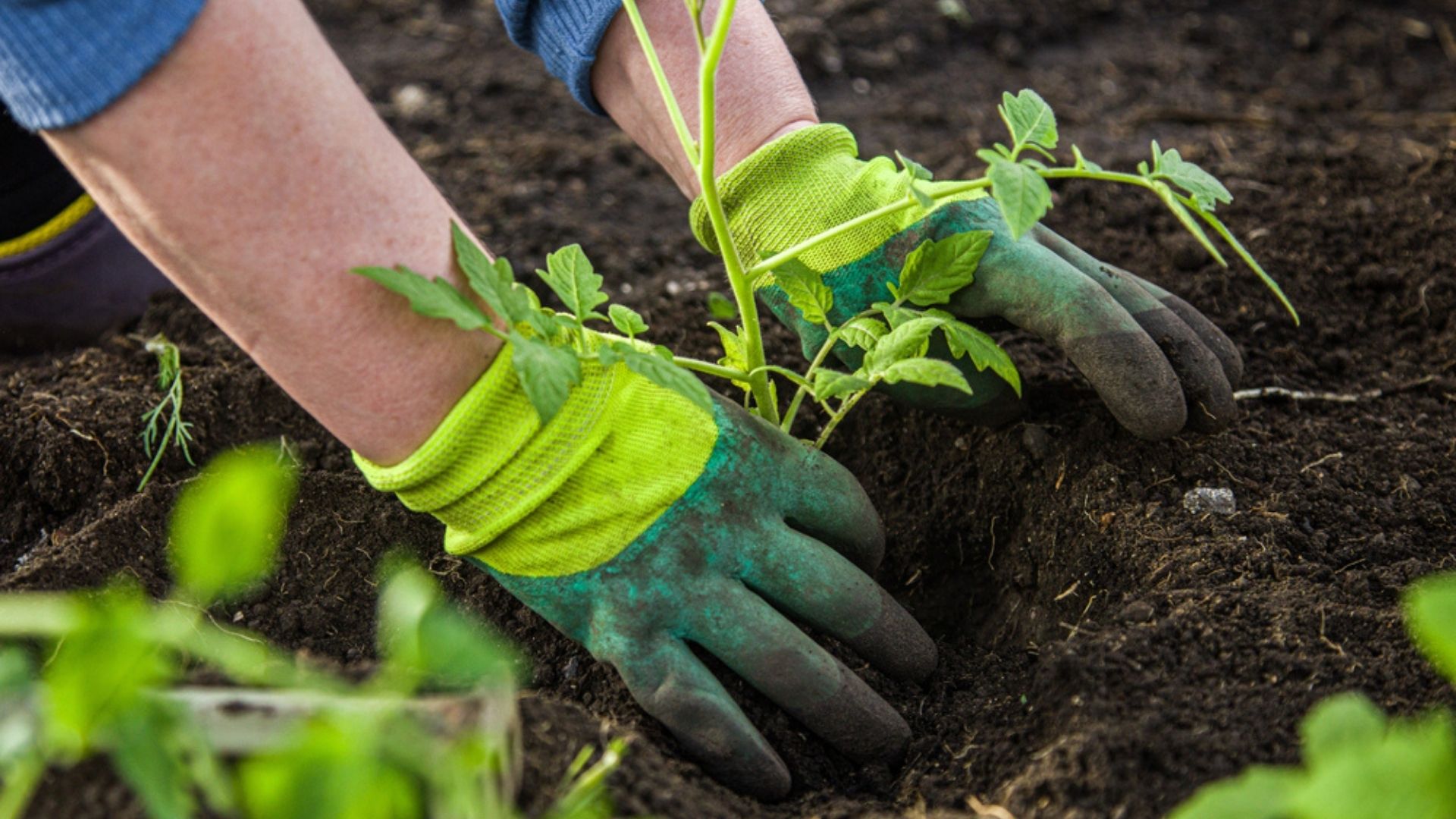 Hands Glove Gardening - Monty's Plant Food