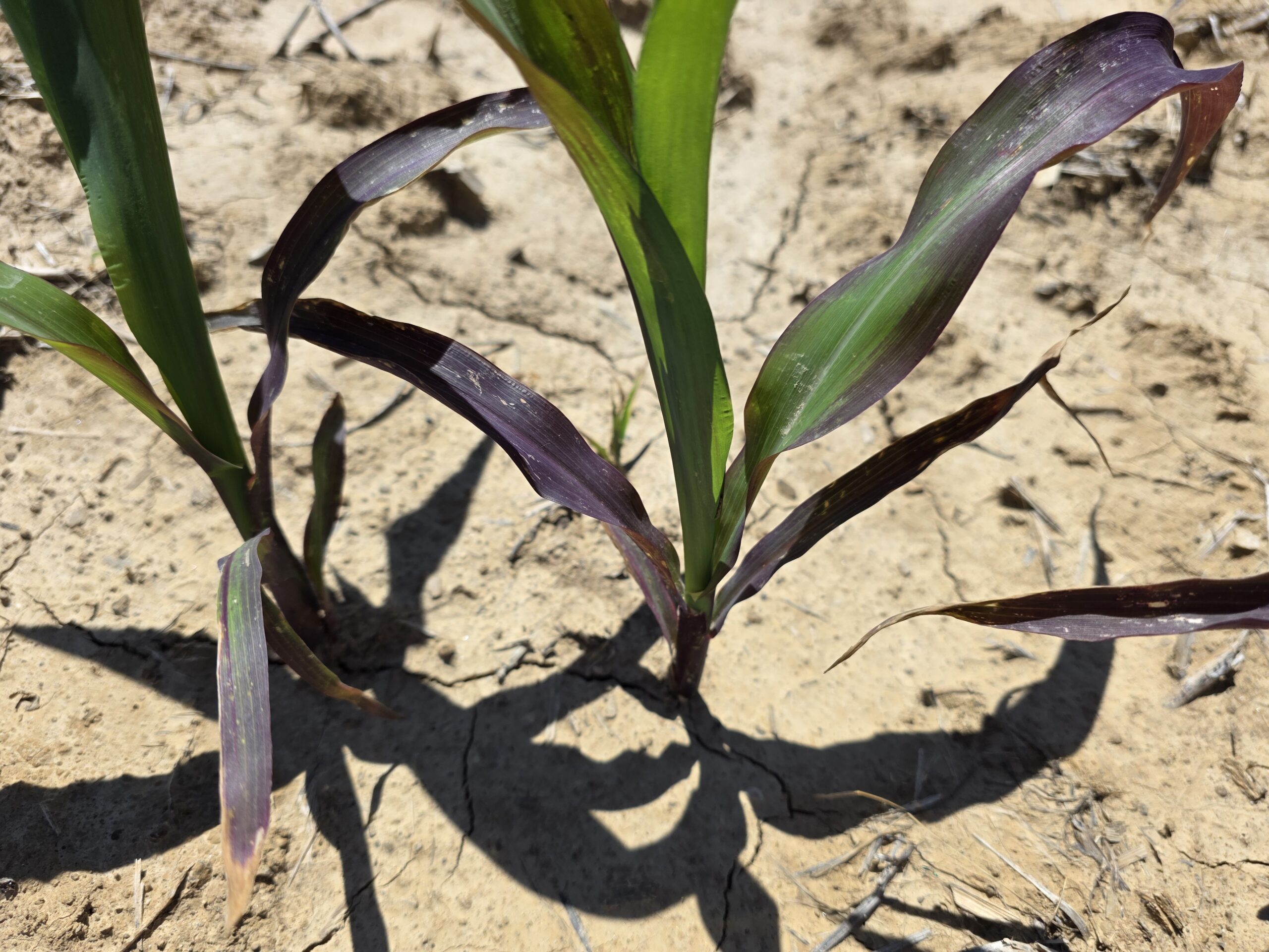 Early-Season Phosphorus Deficiency in Corn: Understanding Purple Corn ...