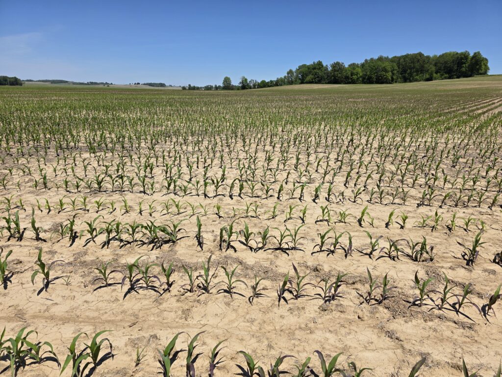 Early-Season Phosphorus Deficiency in Corn: Understanding Purple Corn ...