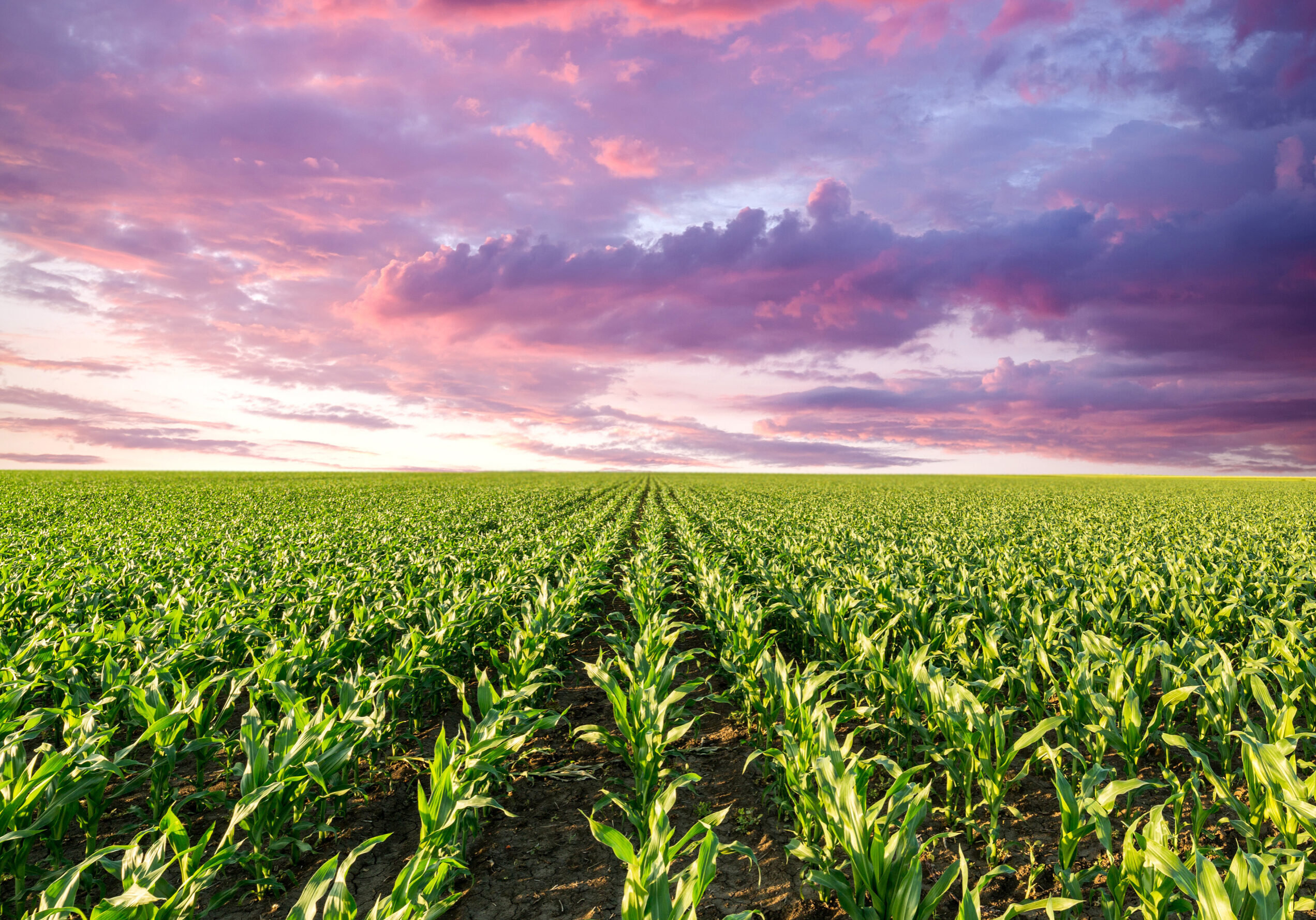 iStock-680106464 color adjust - corn_2
